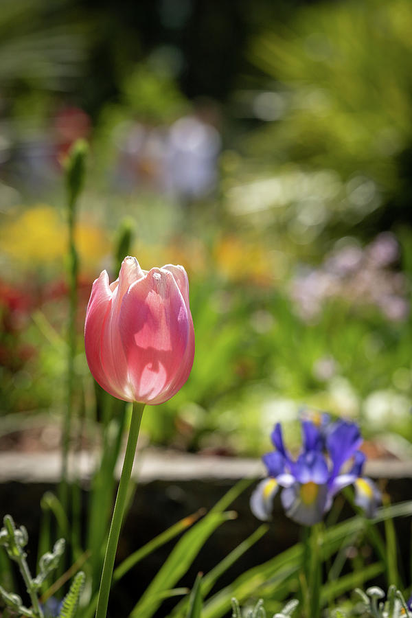 Tulip III Photograph by Wade Brooks