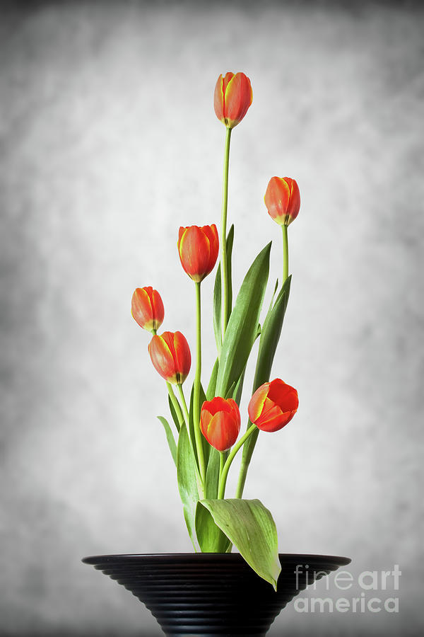 Tulip ikebana Photograph by Delphimages Photo Creations