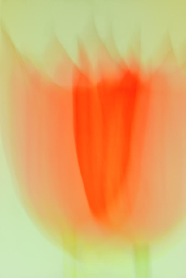Tulip Impressions Photograph by Carol Eade