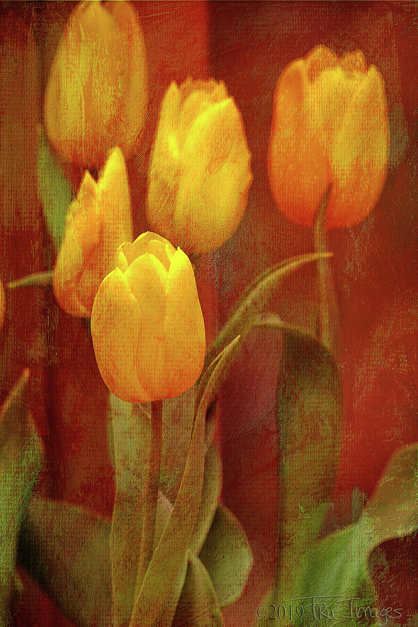 Tulip Impressions III Photograph by Trusalda Speight - Fine Art America