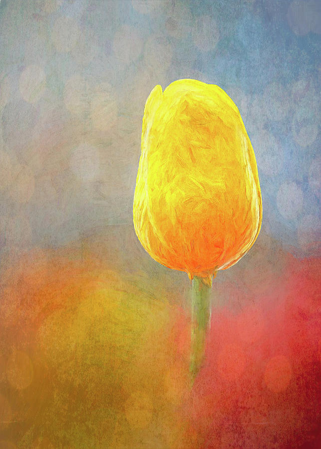 Tulip in abstract Photograph by Sue Leonard