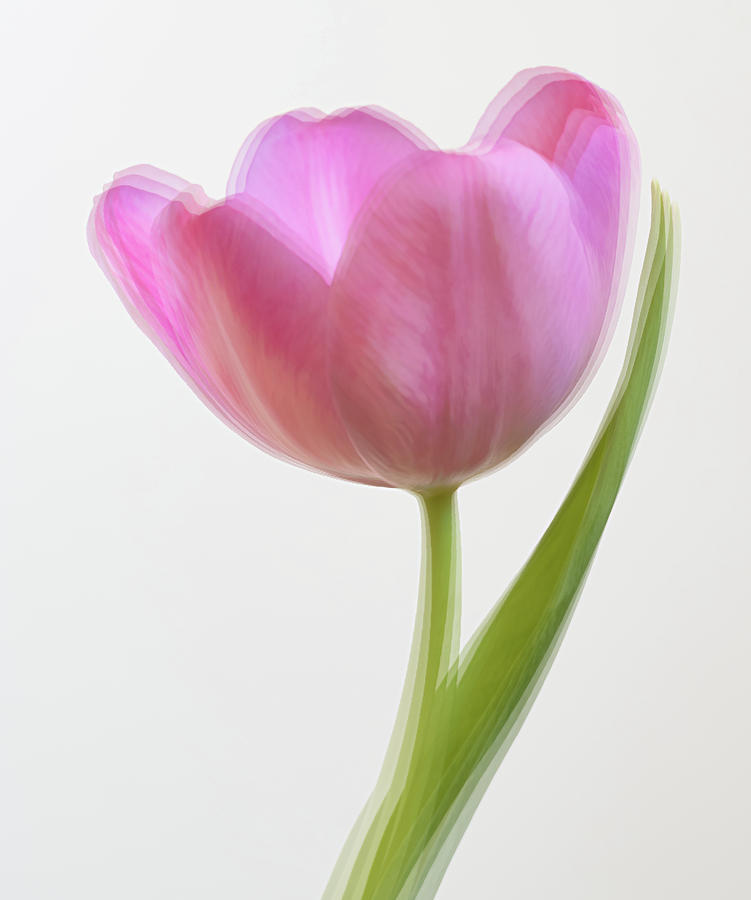 Tulip in Abstract Photograph by Sylvia Goldkranz