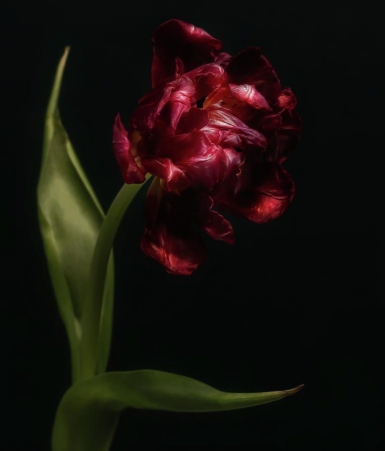 Tulip in action  Photograph by Sylvia Goldkranz
