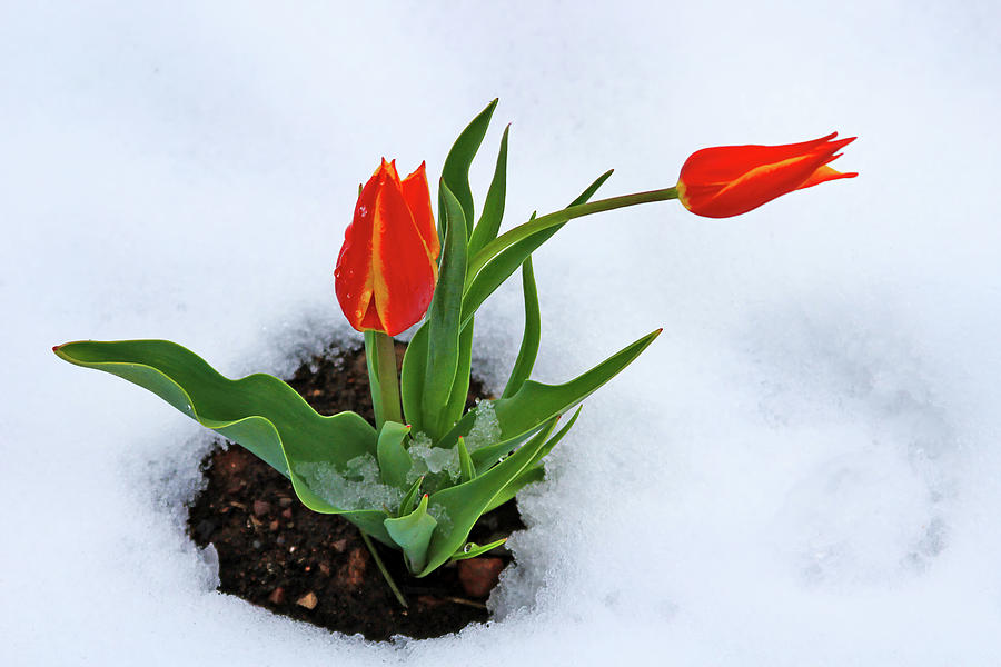 Tulip in Snow Photograph by Shixing Wen