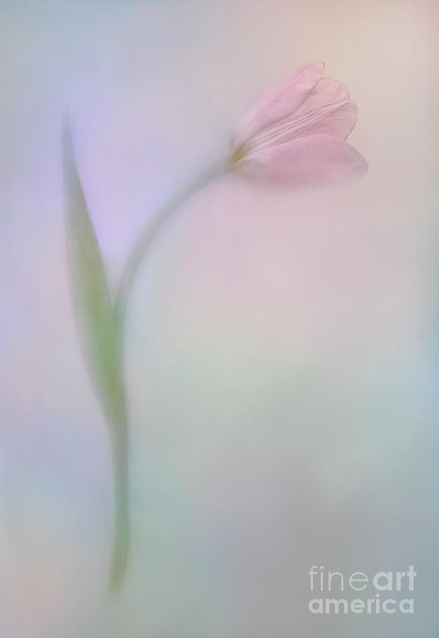 Tulip In Tender Shades Photograph by Tatiana Bogracheva