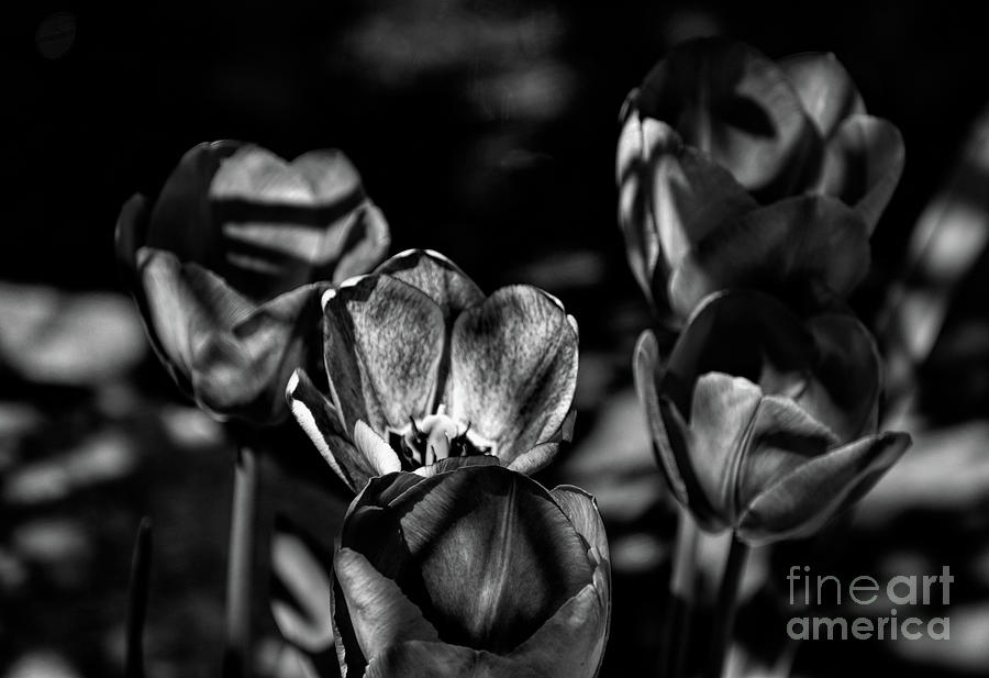 Tulip in the dark Photograph by PatriZio M Busnel