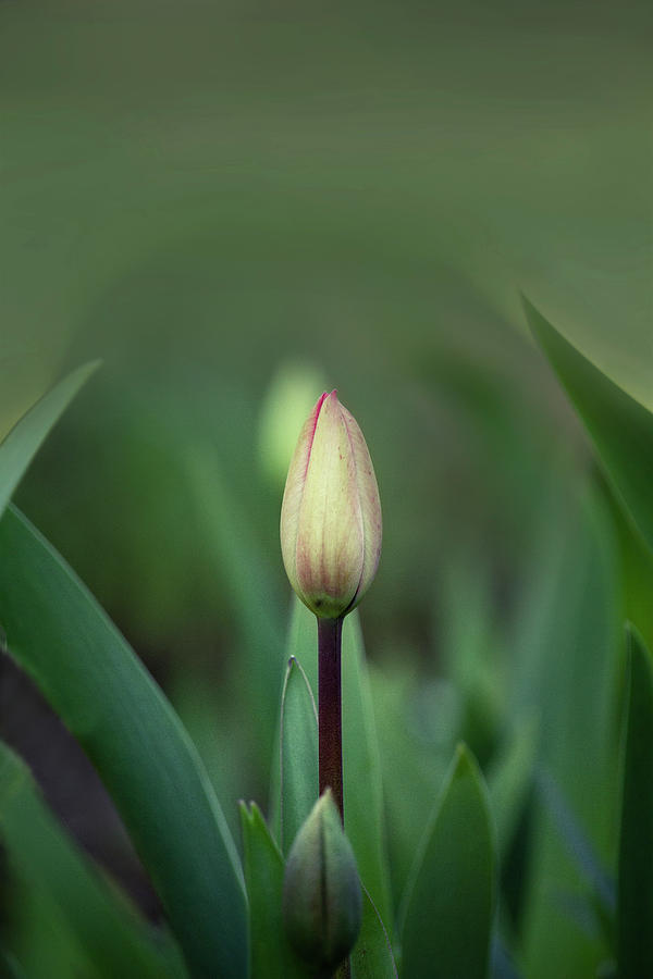 Tulip in the Garden Photograph by Cheryl Day