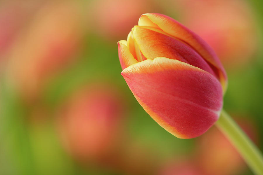Tulip in the Garden Photograph by Tina Horne