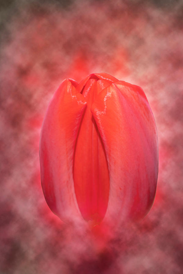 Tulip in the Mist Digital Art by Renette Coachman