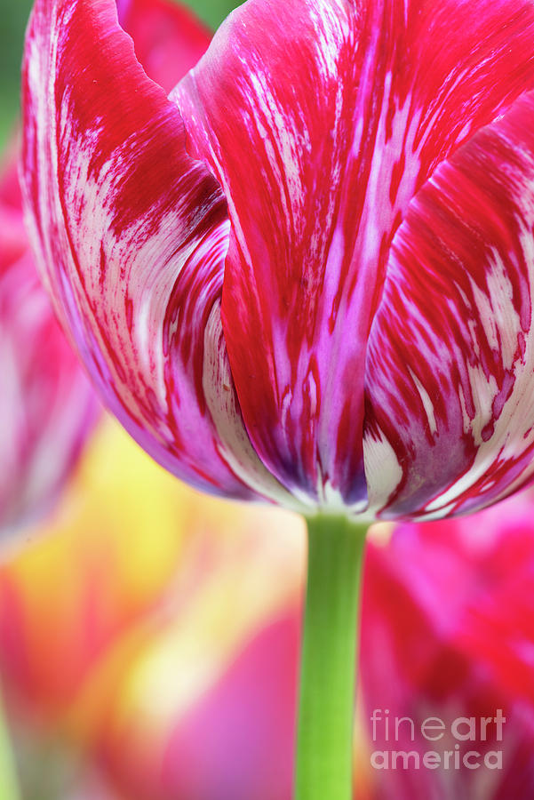Tulip Innerwheel Flower Close Up Photograph by Tim Gainey