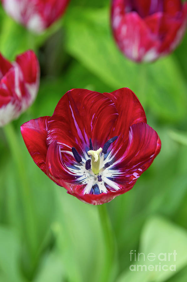 Tulip Innerwheel  Photograph by Tim Gainey