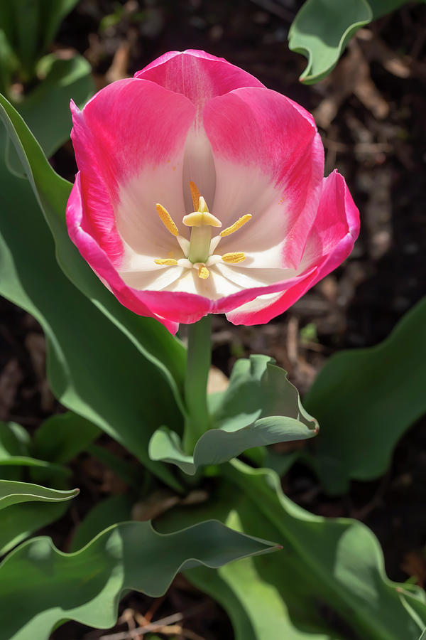 Tulip Innuendo Photograph by Dawn Cavalieri