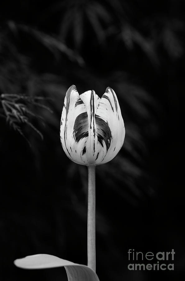 Tulip Insulinde Monochrome Photograph by Tim Gainey