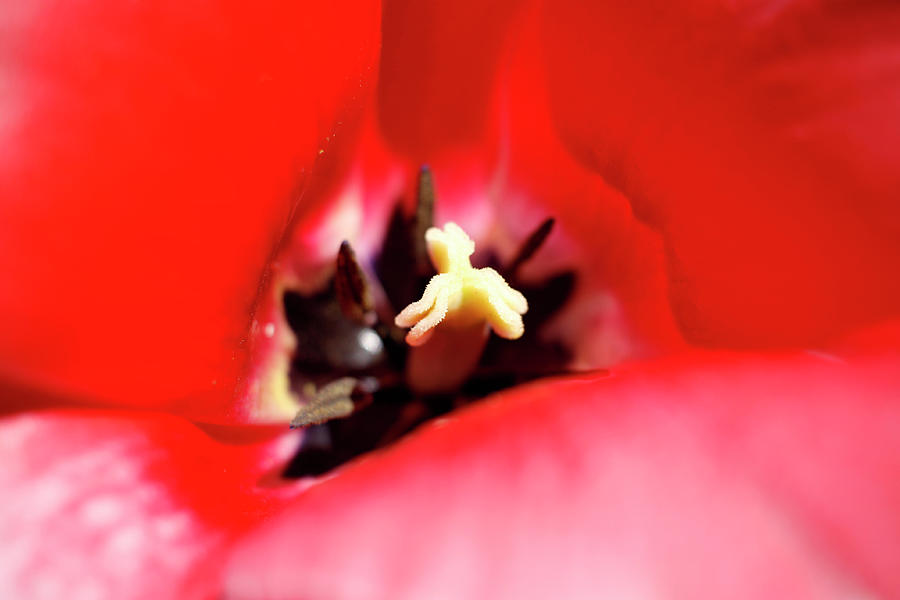 Tulip Interior Two Photograph by Joseph A Langley Tulip Interior Two Photograph by Joseph A Langley