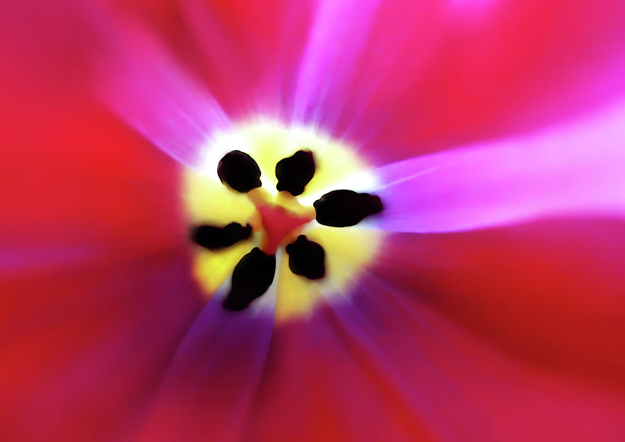 Tulip Intimacy Photograph by Menega Sabidussi