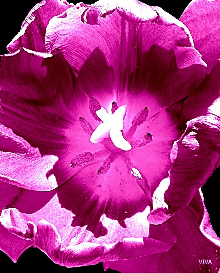 Tulip  Intimacy Photograph by VIVA Anderson