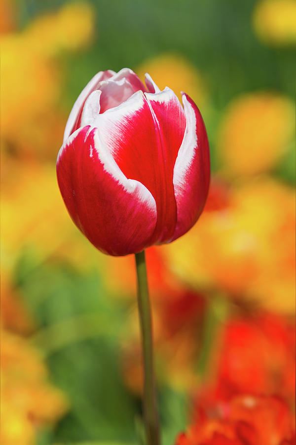 Tulip Photograph by Jim Miller