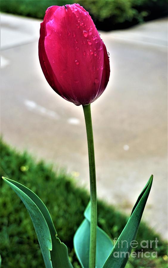Tulip Photograph by Jimmy Clark