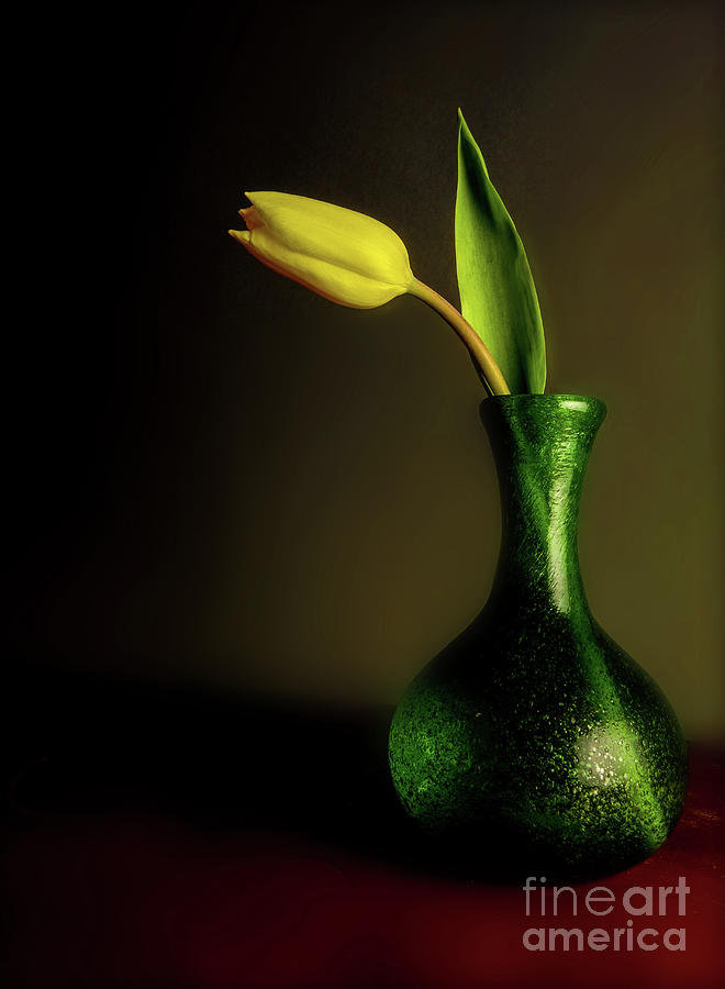 Tulip Photograph by John Anderson