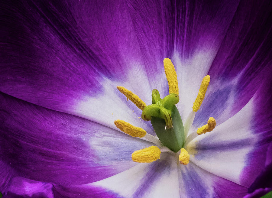 Tulip Photograph by John Roach