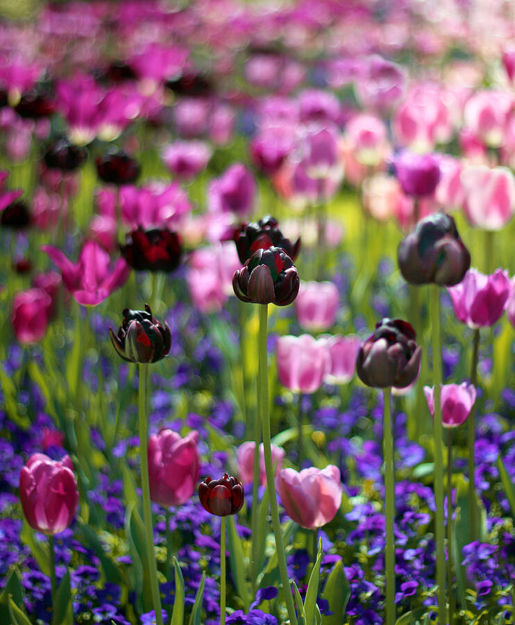 Flower Photograph - Tulip Joy by Jessica Jenney