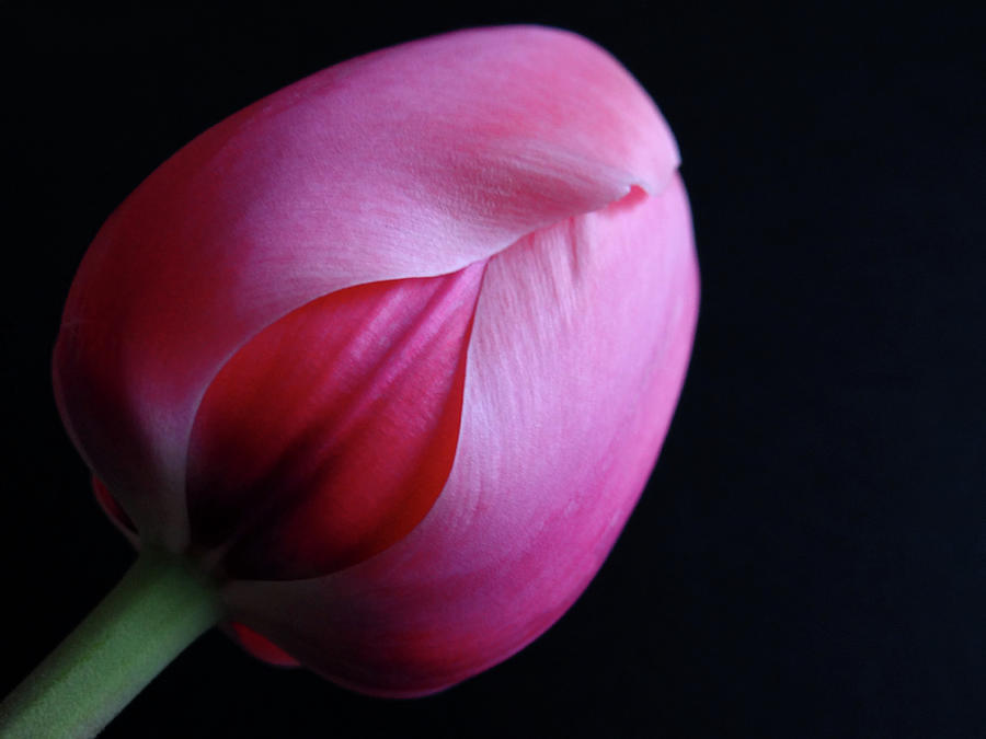 Tulip Photograph by Julia Wilcox