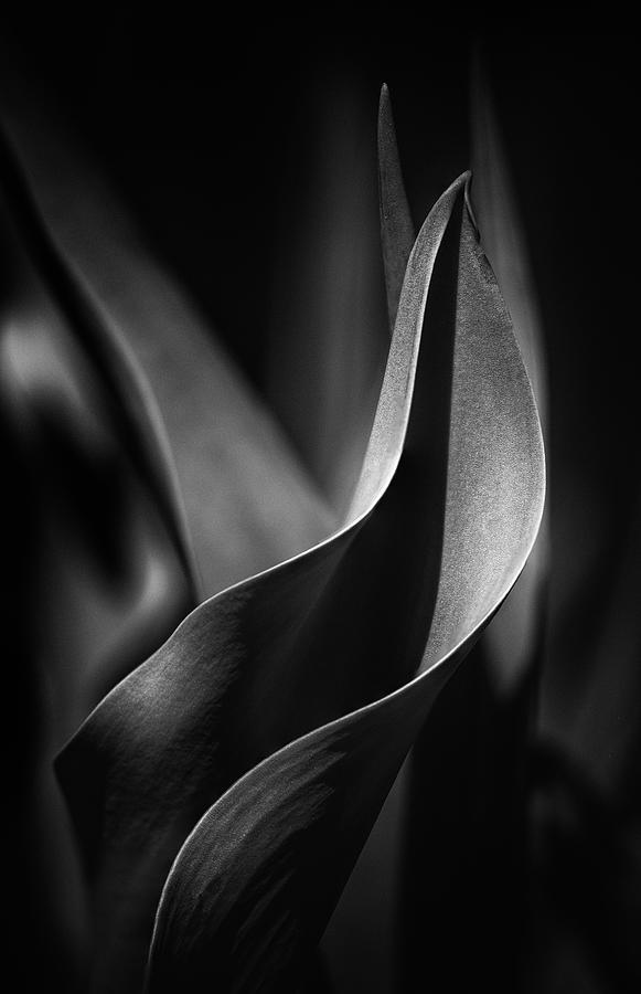 Tulip Leaf bw Photograph by Karen Smale