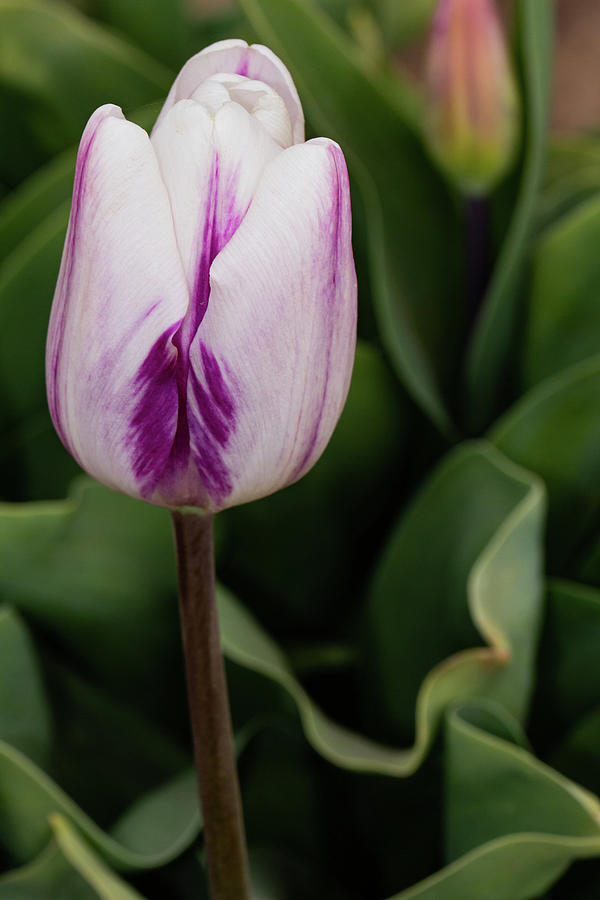 Tulip Photograph by Leslie Struxness