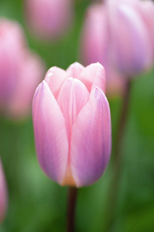 Tulip Light and Dreamy Photograph by Jenny Rainbow