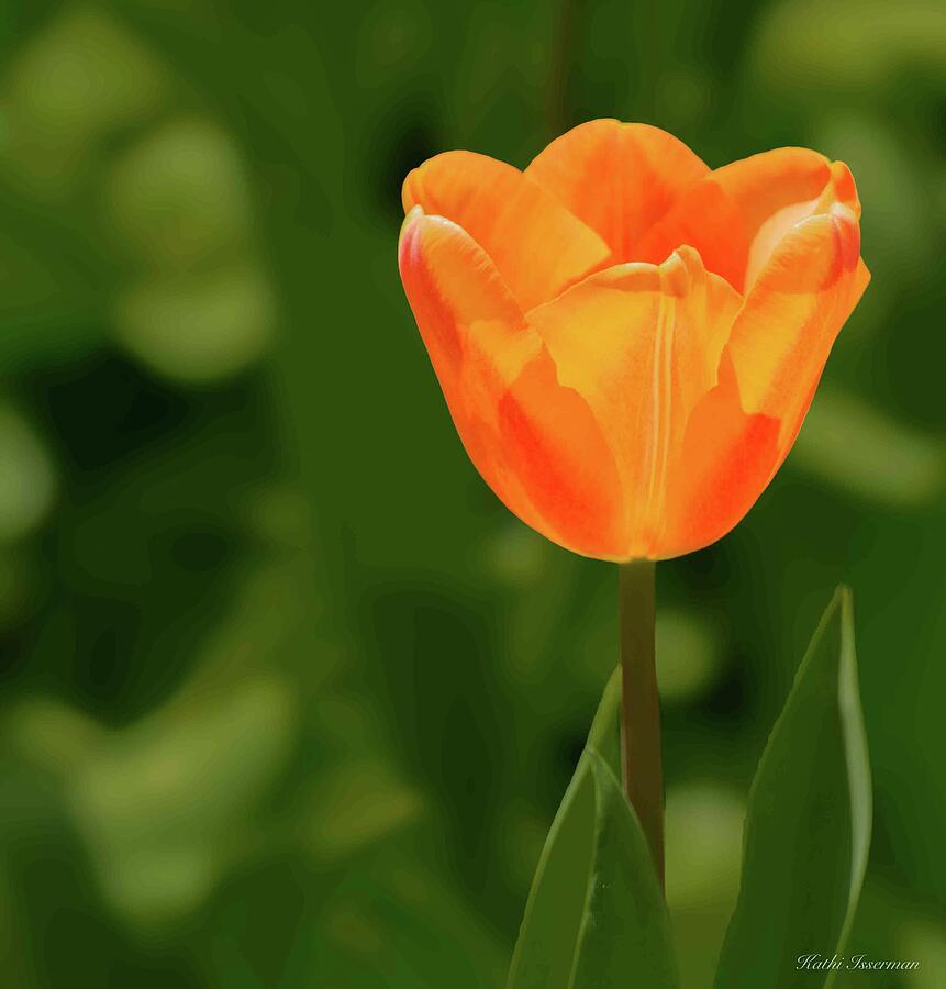 Tulip Light Photograph by Kathi Isserman Tulip Light Photograph by Kathi Isserman