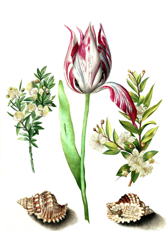 Tulip Digital Art by Long Shot