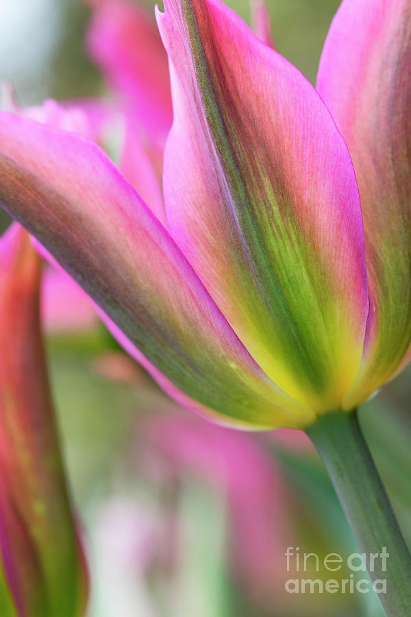 Tulip Love Dance Flower Abstract Photograph by Tim Gainey