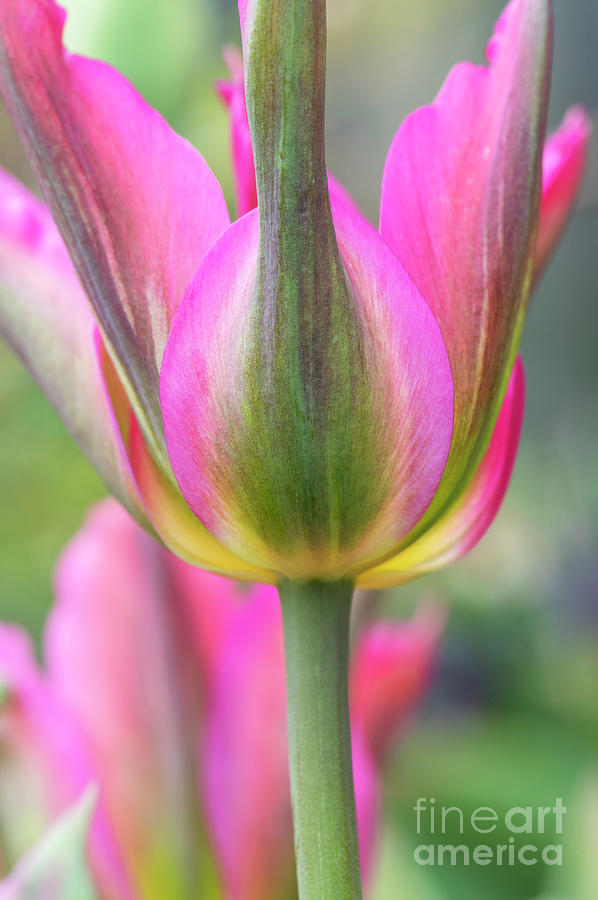 Tulip Love Dance Flower Close Up Photograph by Tim Gainey