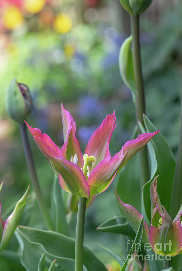 Tulip Love Dance Flower Photograph by Tim Gainey