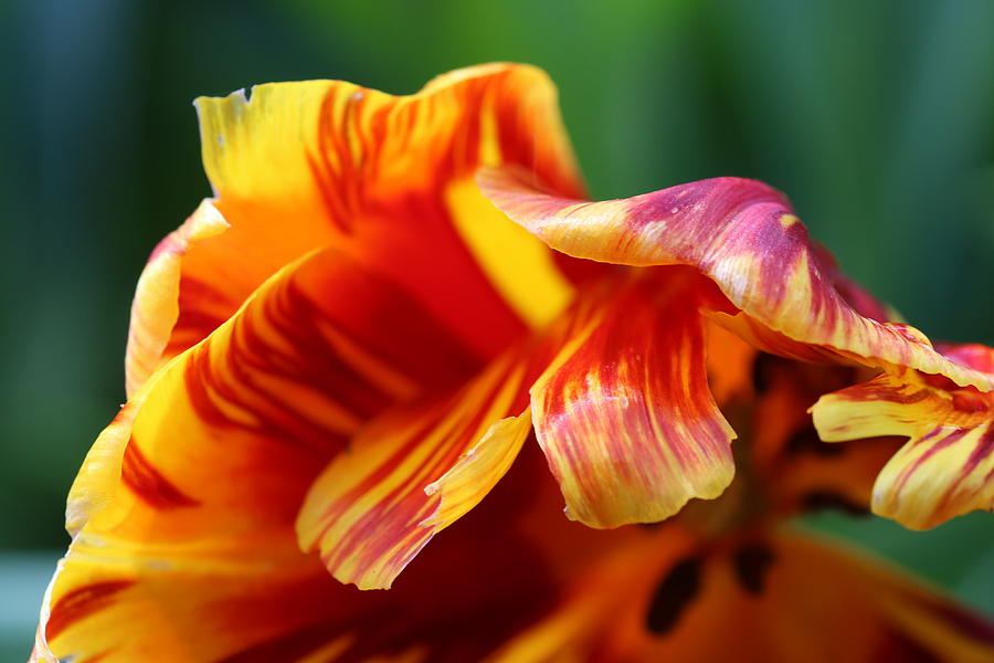 Tulip Macro - 5 Photograph