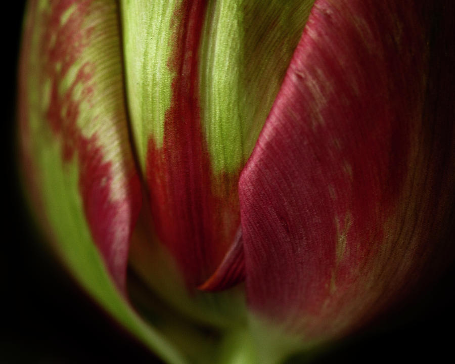 Tulip Macro Photograph by Cheryl Day