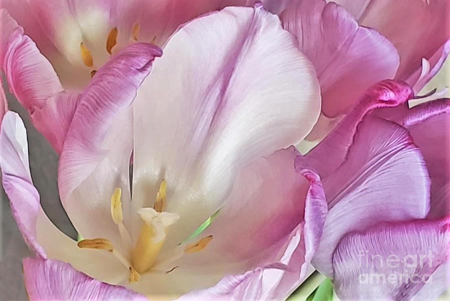 Tulip Macro Photograph