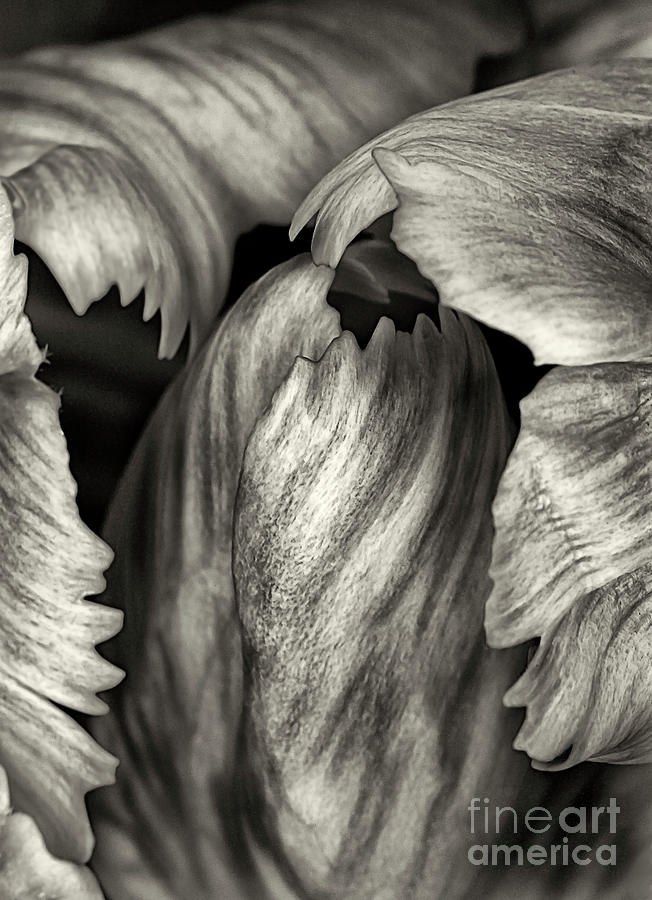 Tulip Wings Bird Nest Like - Macro Image Sepia Evocative Imaginative Photograph by Tatiana Bogracheva