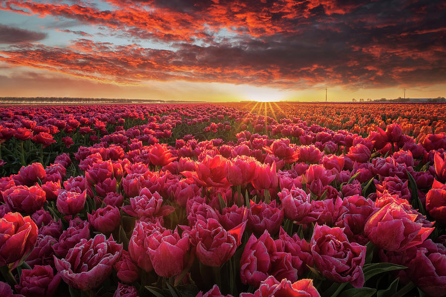 Tulip magnificence Photograph by Martin Podt | Fine Art America