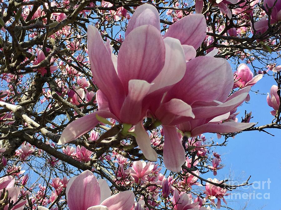 Tulip Magnolia 2022 Photograph by Eunice Warfel