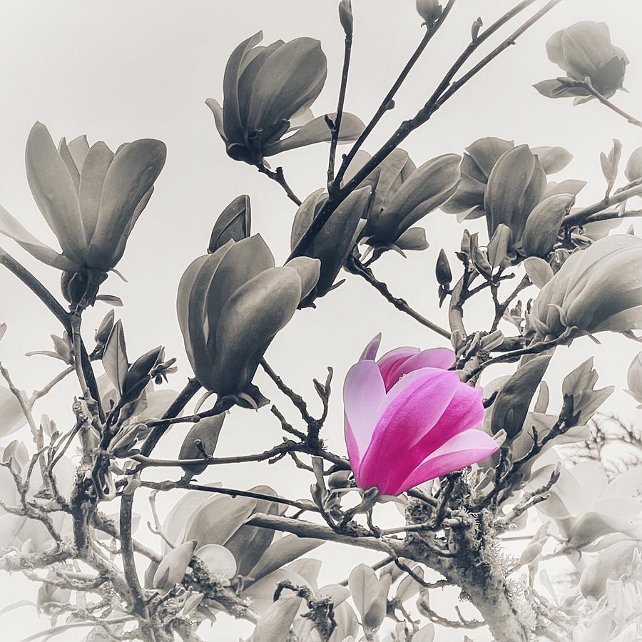 Tulip Magnolia Mixed Media by Bonnie Bruno