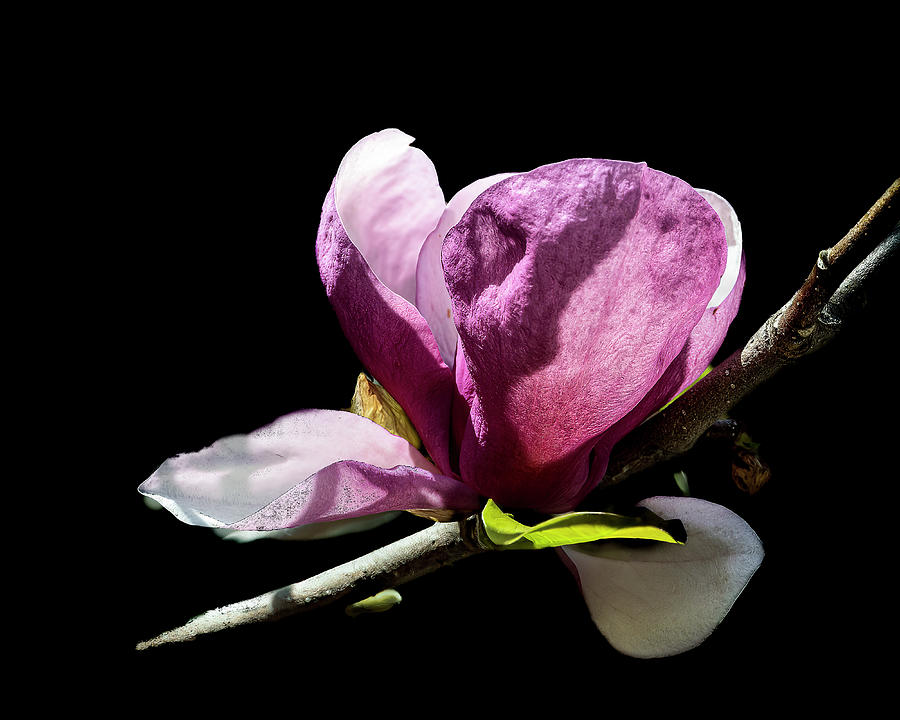 Tulip Magnolia Photograph by Cheri Freeman