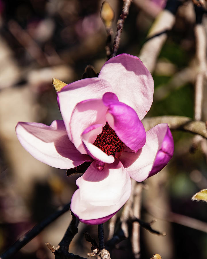 Tulip Magnolia Flower Photograph by Flees Photos