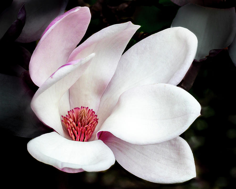 Tulip Magnolia flower Photograph by Harold Rau