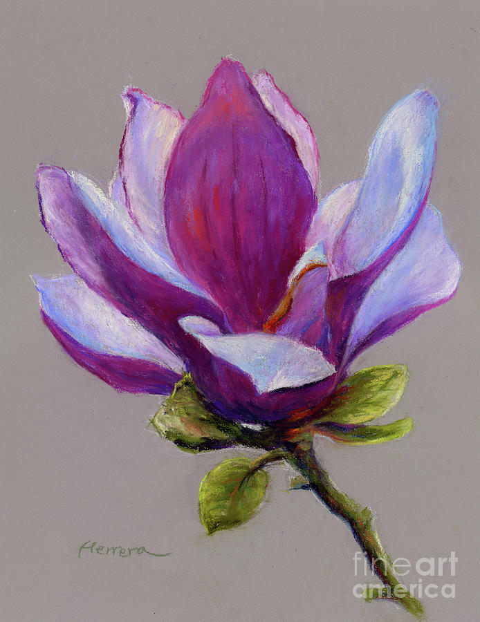 Tulip Magnolia Painting By Hailey E Herrera Fine Art America