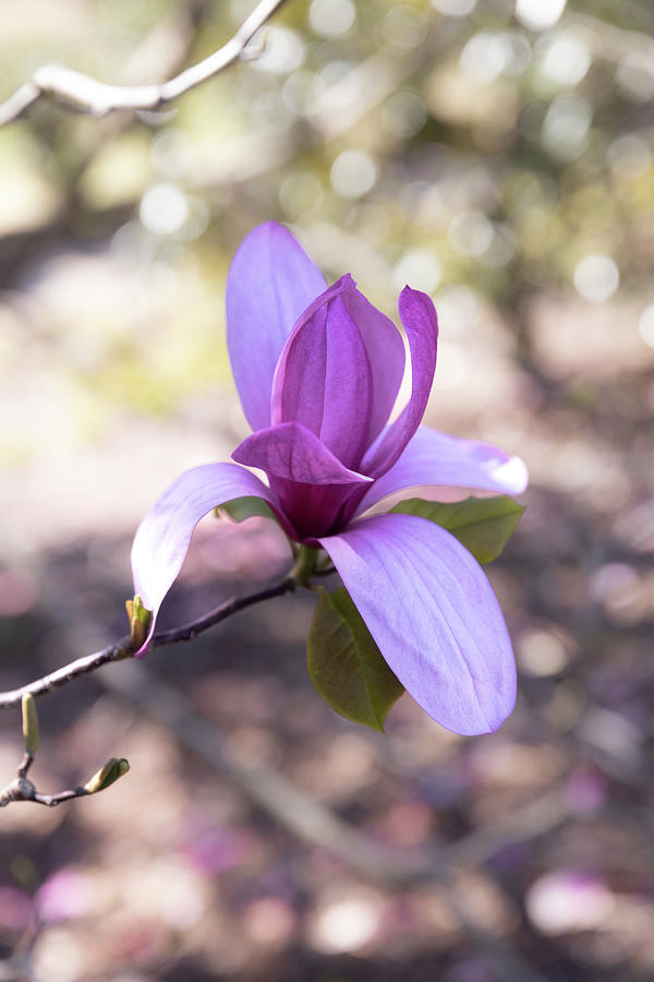 Tulip Magnolia Spring Photograph by Debbie Karnes