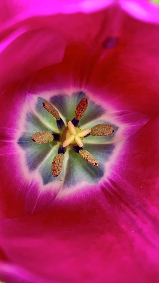 Flower Photograph - Tulip Mania Spring 2023 by Richard Cummings