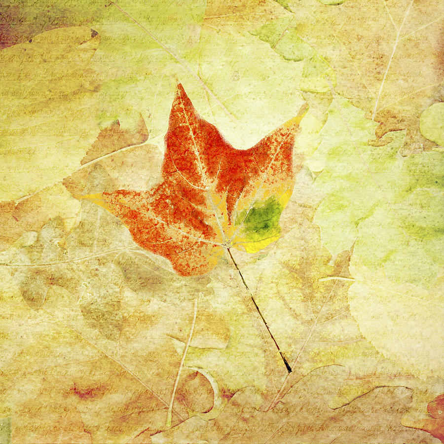 Tulip Maple Leaf Drawing by Jeff Venier