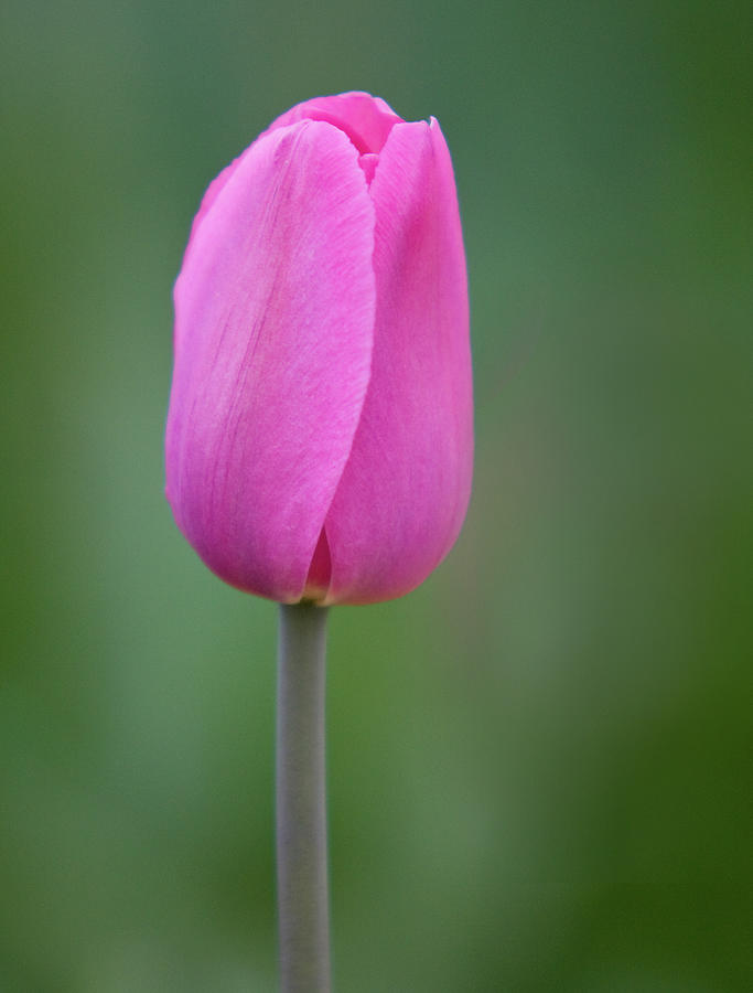 Nature Photograph - Tulip by Mark Chandler