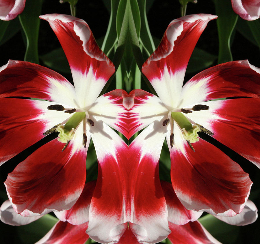 Tulip Mask Photograph by Bruce Richardson
